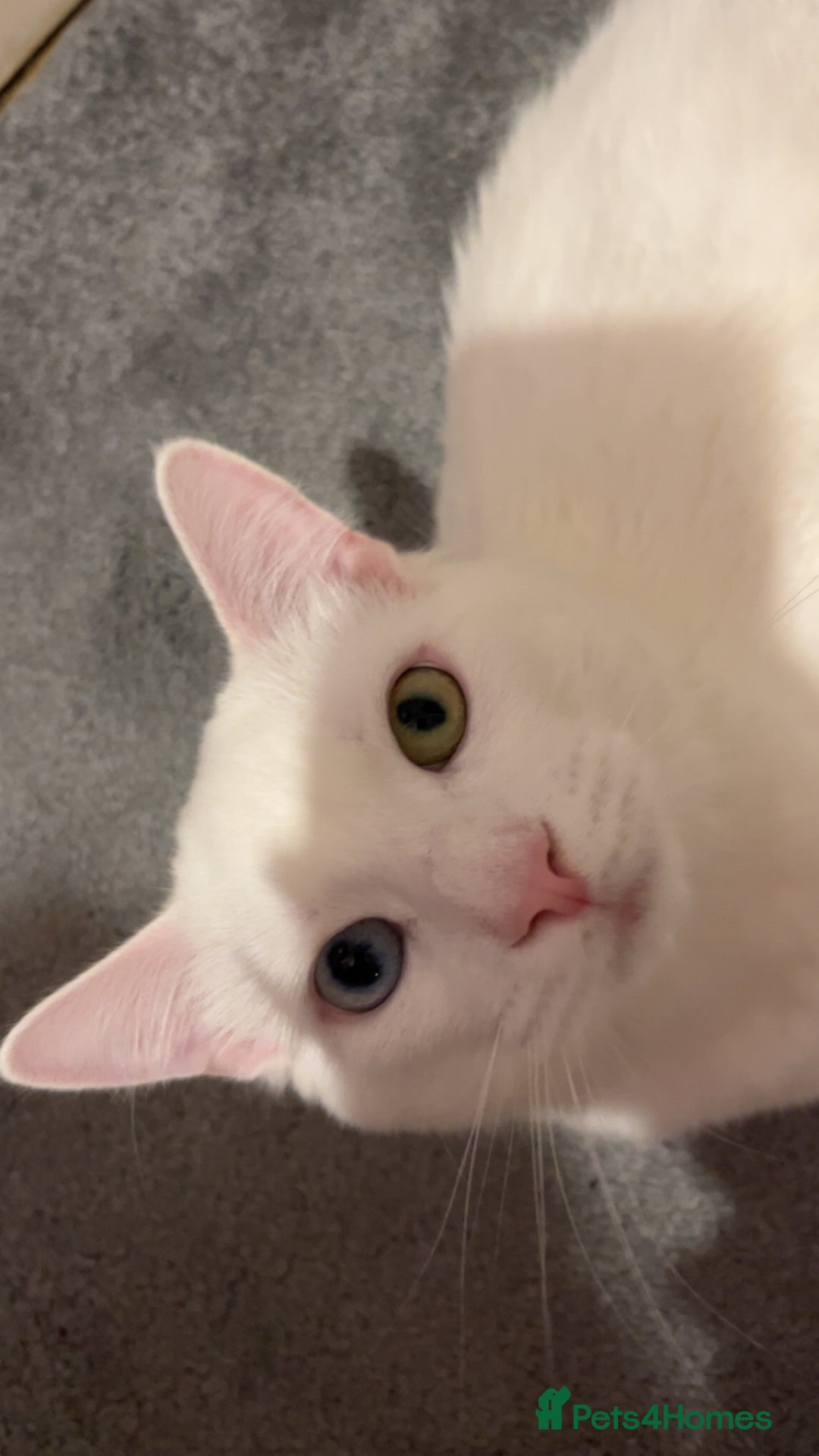 Mixed Breed cats for sale: White kitten - Image 4