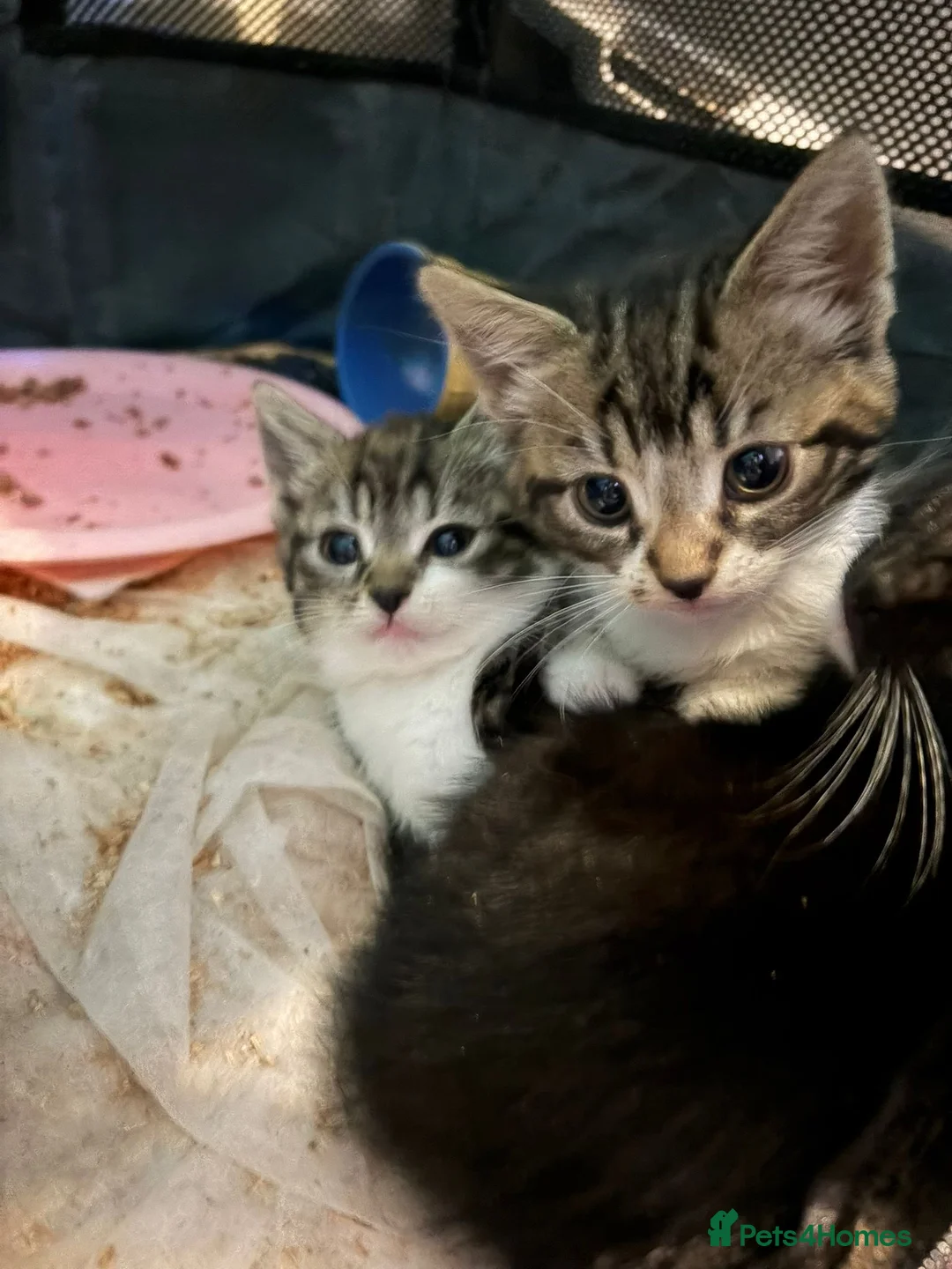 Mixed Breed cats for sale: Beautiful kittens  - Advert 4