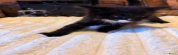 Mixed Breed cats for sale: Kittens for sale in Banbury - Advert 13