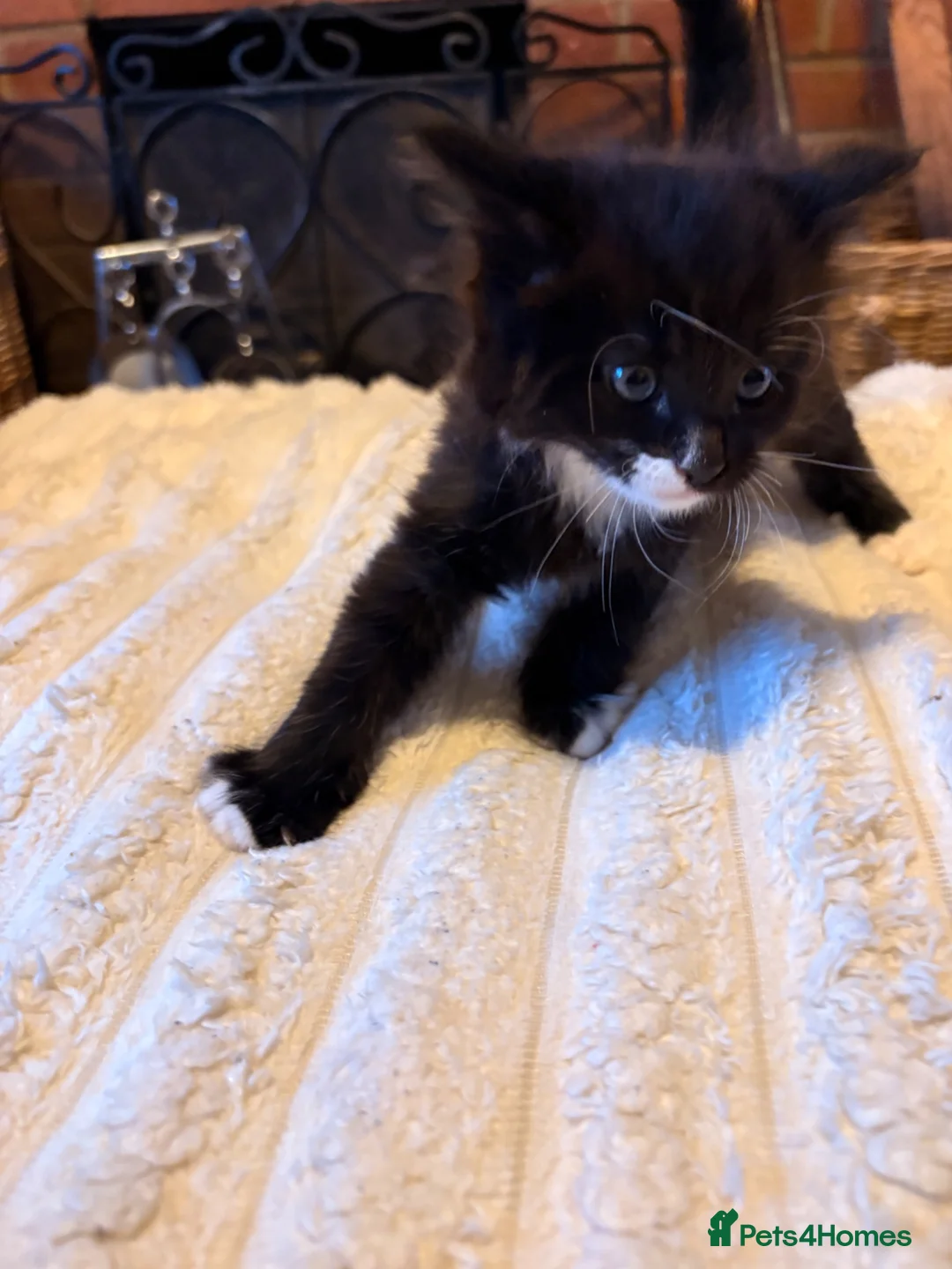 Mixed Breed cats for sale: Kittens for sale in Banbury - Advert 13