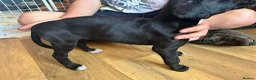 Lurcher dogs for sale: Lurcher pups  - Advert 7