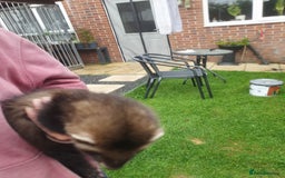 Ferret rodents for sale: Hob ferret  - Image 2