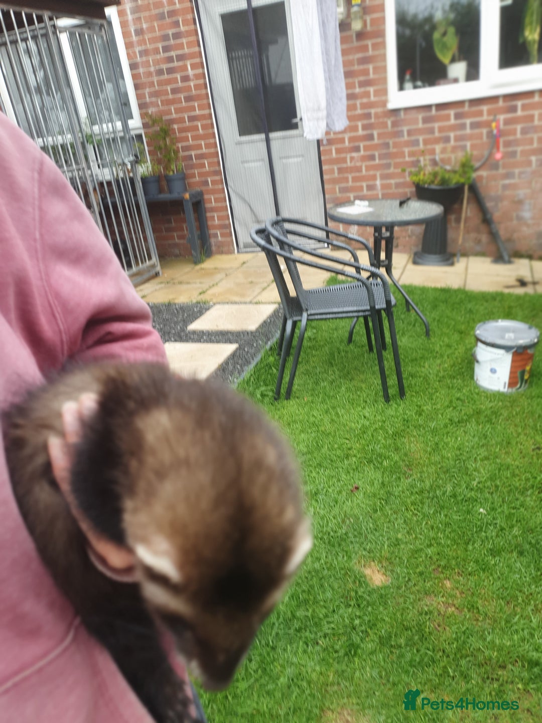 Ferret rodents for sale: Hob ferret  - Image 2