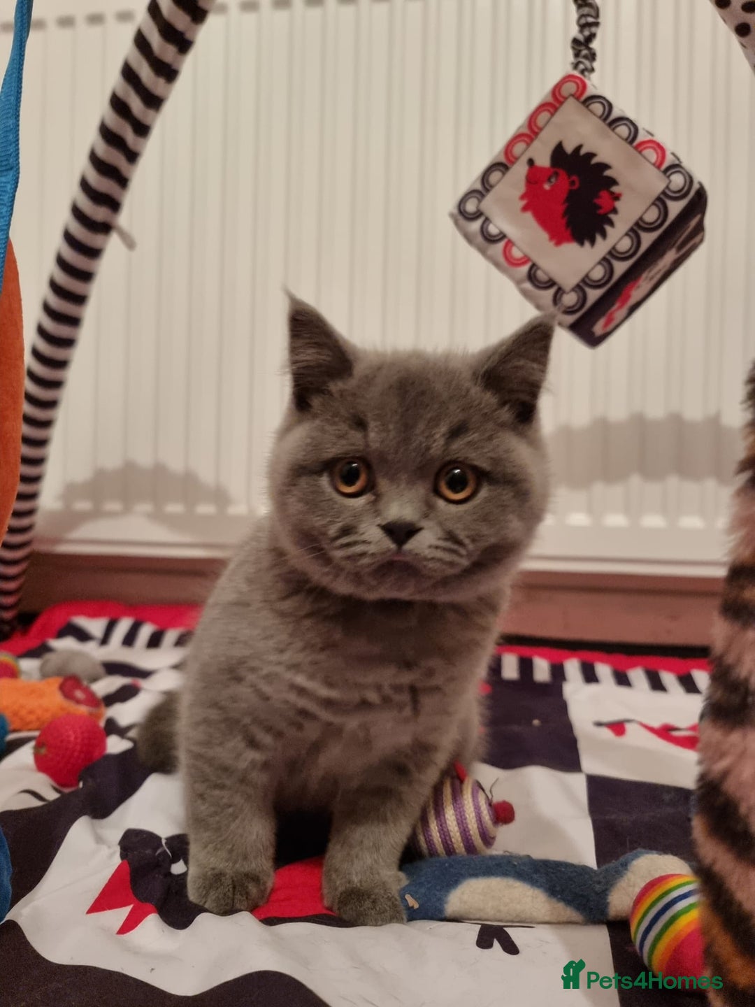 British Shorthair cats for sale:  To Go Now 3 Female Ready GCCF Healthy Pedigree - Advert 32