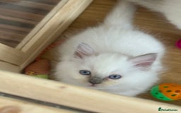 Ragdoll cats for sale: Gccf registered ragdoll kittens  - Image 27