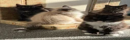 Mixed Breed cats for sale: kittens ready to be loved  - Advert 15