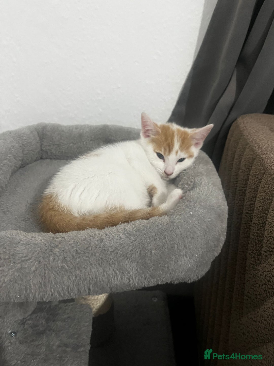 Mixed Breed cats for sale: orange and white kitten for sale  - Image 17