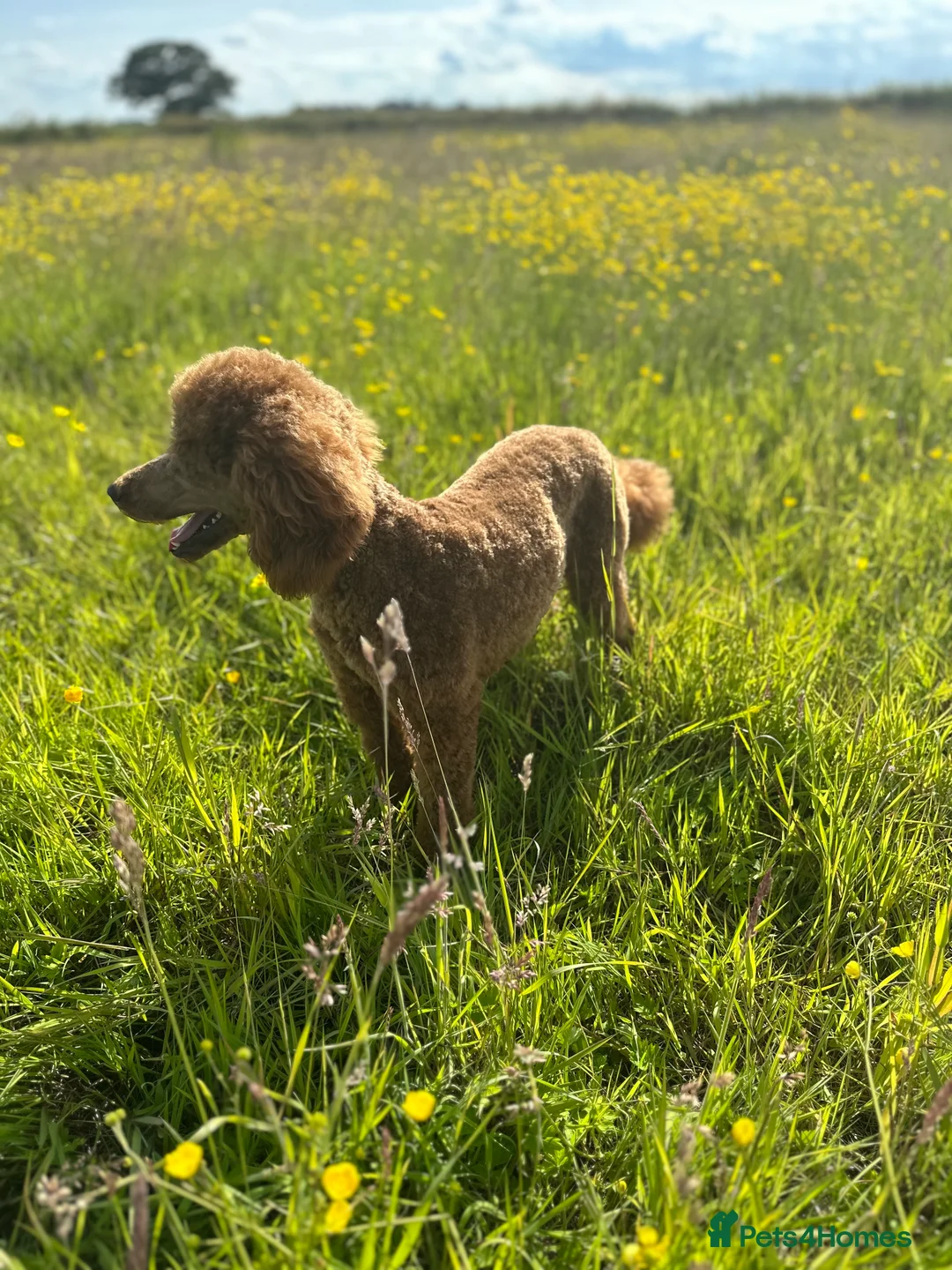 Miniature Poodle dogs for stud: HALF SVK IMP MINIATURE POODLE 🧬270+ health checks in Pickering - Advert 7
