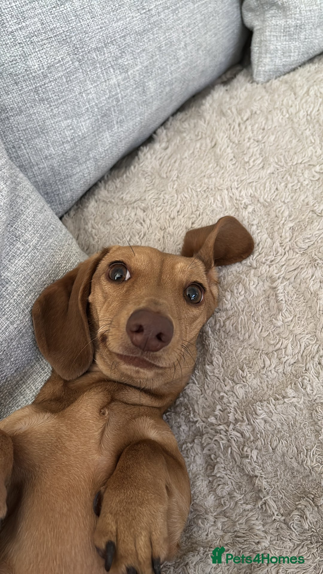 Miniature Dachshund dogs for sale: miniature dachshund female 1yo - Advert 2