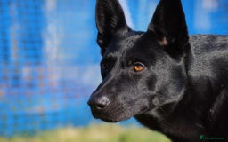 German Shepherd dogs for stud: 4-Year-Old Czech Shepherd- Proven Stud (Sheffield) - Image 5