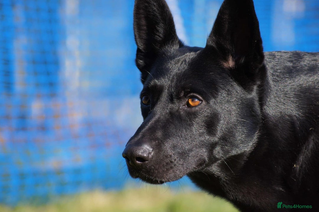 German Shepherd dogs for stud: 4-Year-Old Czech Shepherd- Proven Stud (Sheffield) - Image 5
