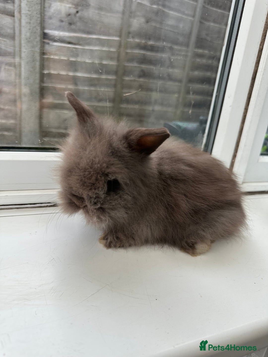 Angora rabbits for sale: Teddy Dwerg, Dwarf Baby Rabbits  - Advert 4