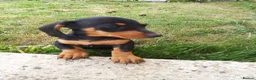 Miniature Dachshund dogs for sale:  boy dachshund Puppie ready to leave  - Advert 6