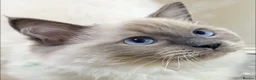 Ragdoll cats for sale: £400.Full pedigree Ragdoll kittens for sale. - Advert 3