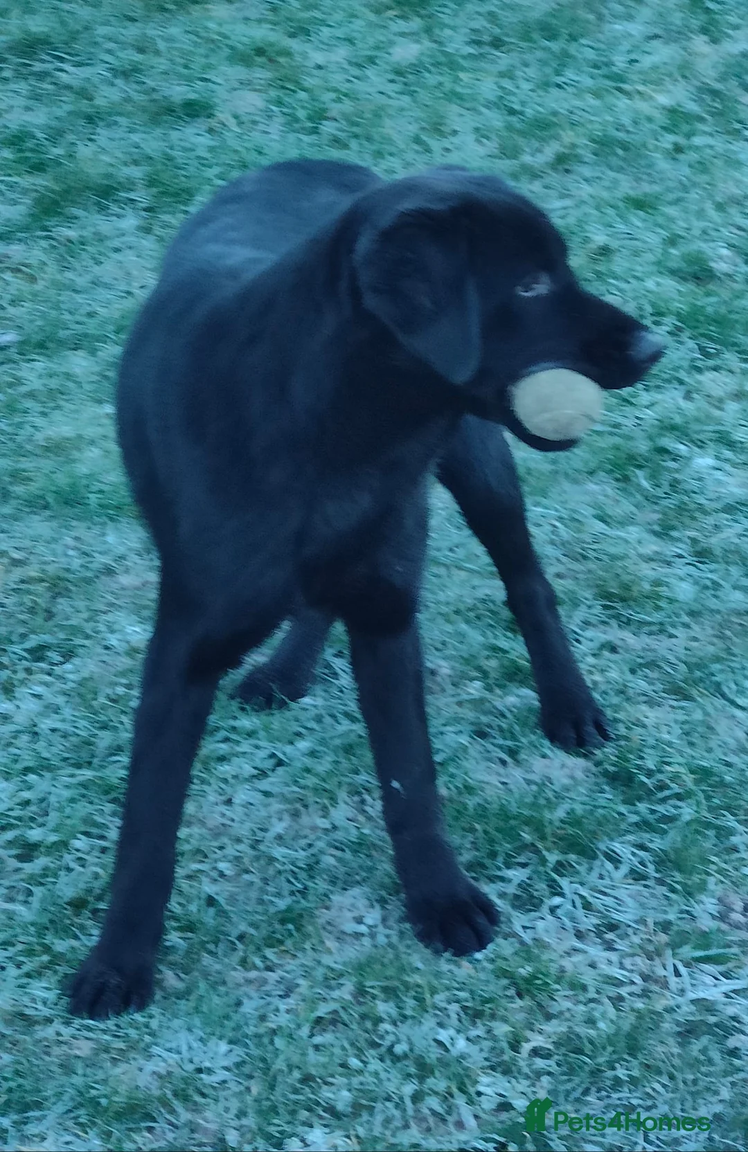 Labrador Retriever dogs for sale:  stunning black male puppy NOW SOLD - Advert 6