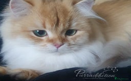 British Longhair cats for sale: Chocolate Golden Shaded British Longhair kitten - Image 2
