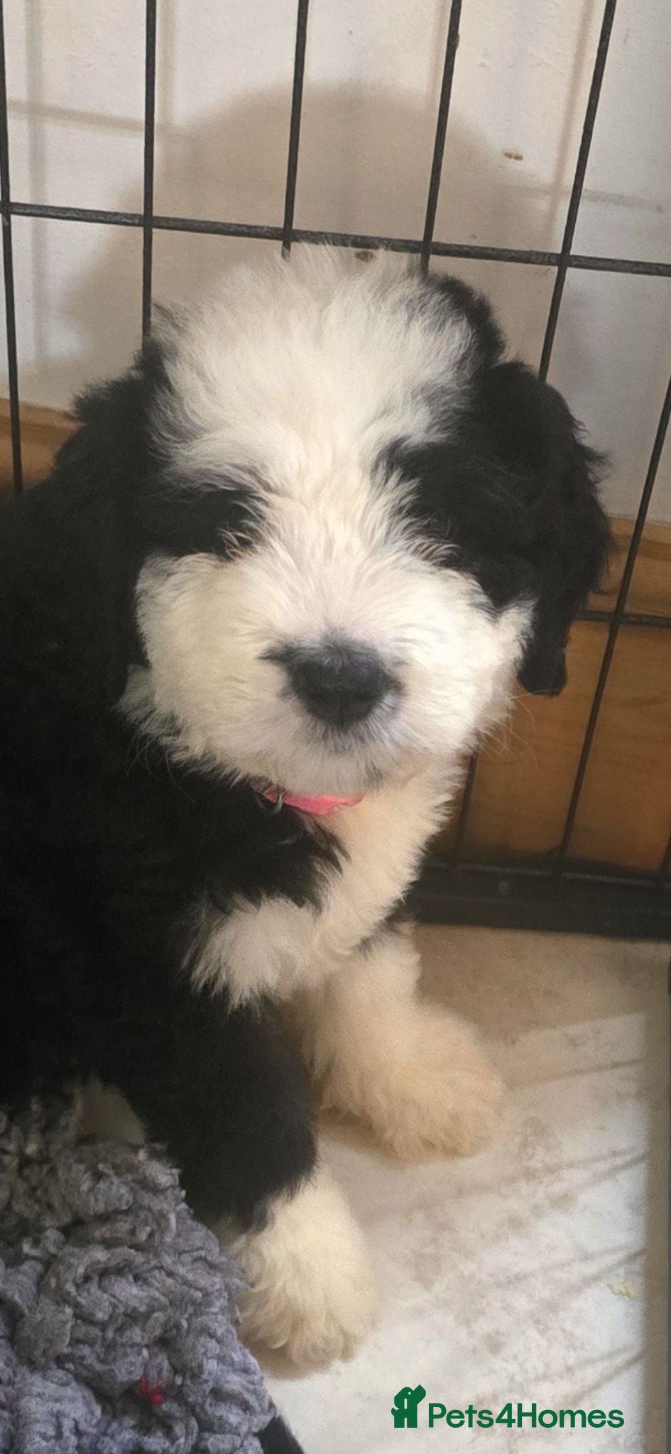 Mixed Breed dogs  old english sheepdog x bernese mountain READY NOW - Advert 14