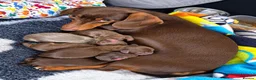 Miniature Dachshund dogs for sale: Minature Dashound Pupps  in Oldbury - Advert 7