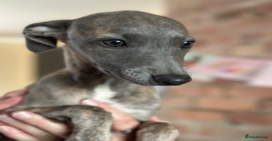 Whippet dogs - Advert 12