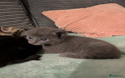 Russian Blue cats for sale: Stunning Russian Blue kittens - Image 4