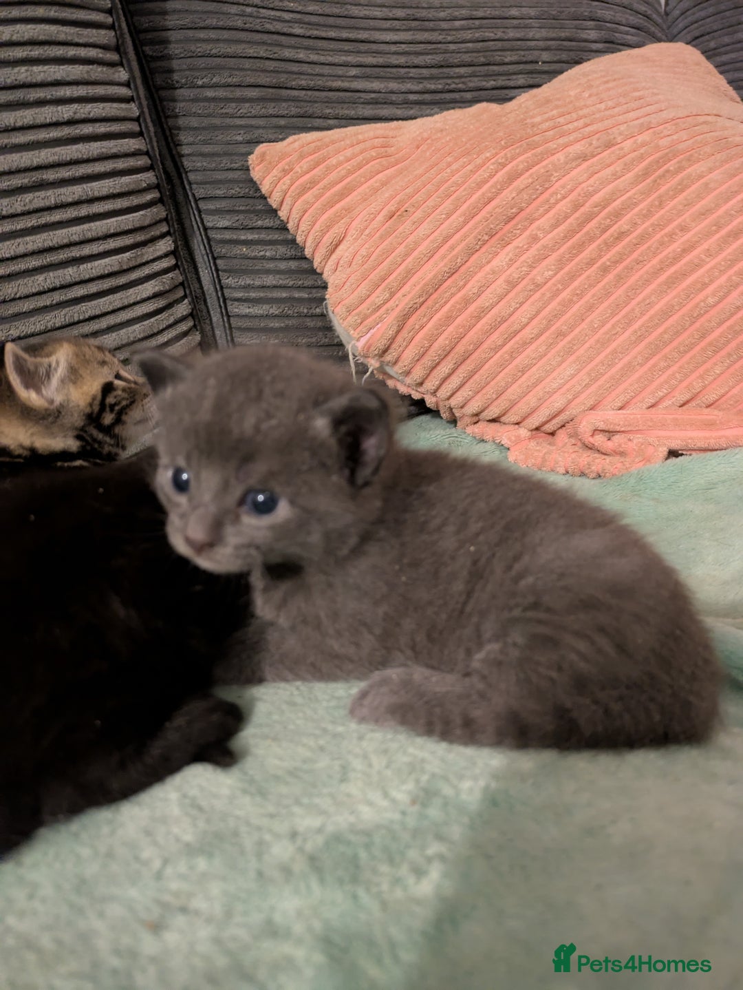 Russian Blue cats for sale: Stunning Russian Blue kittens - Image 4
