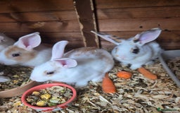 New Zealand rabbits for sale: New Zealand rabbit - Image 10