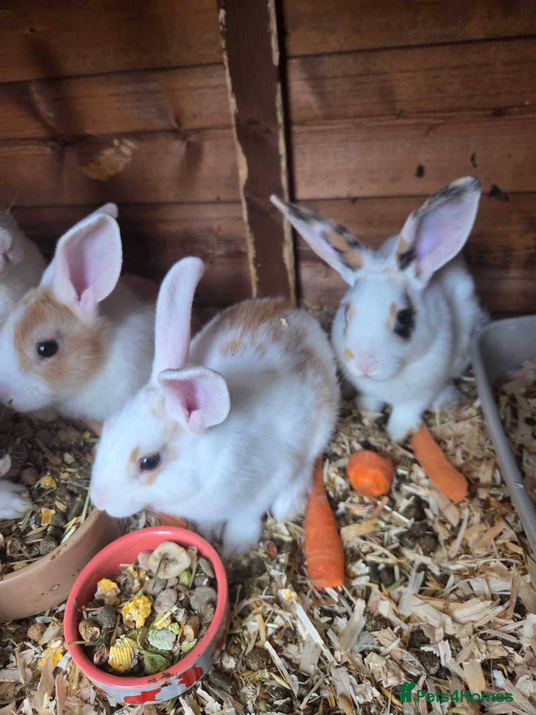 New Zealand rabbits for sale: New Zealand rabbit - Image 10