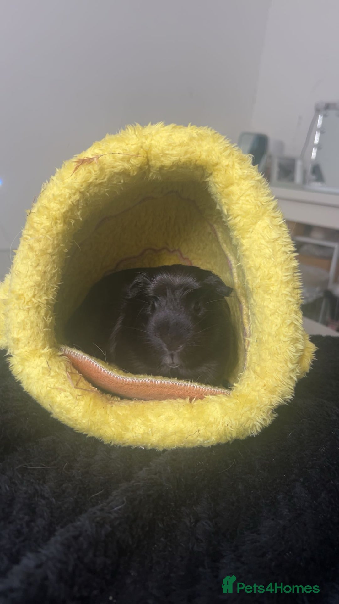 Guinea Pig rodents for sale: 2 guinea pigs  - Advert 2