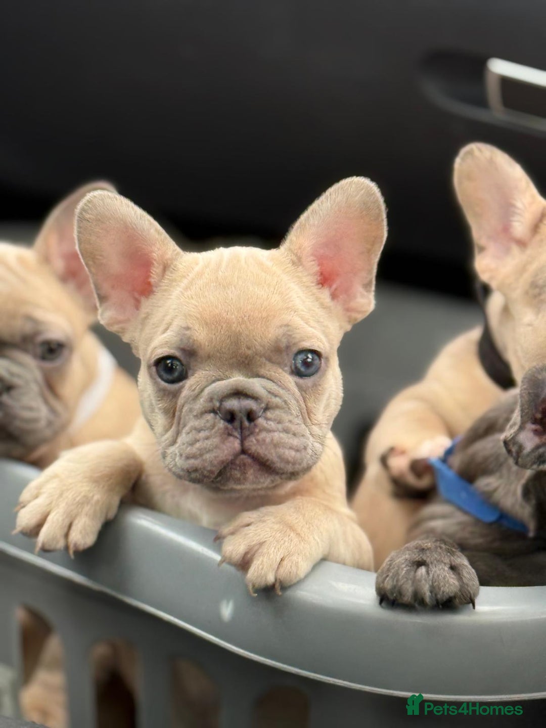 French Bulldog dogs for sale: Top quality french Buldog for sale  - Image 4