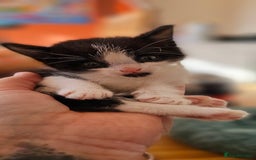 Domestic Shorthair cats for sale: 2 adorable kittens searching for their forever - Image 4