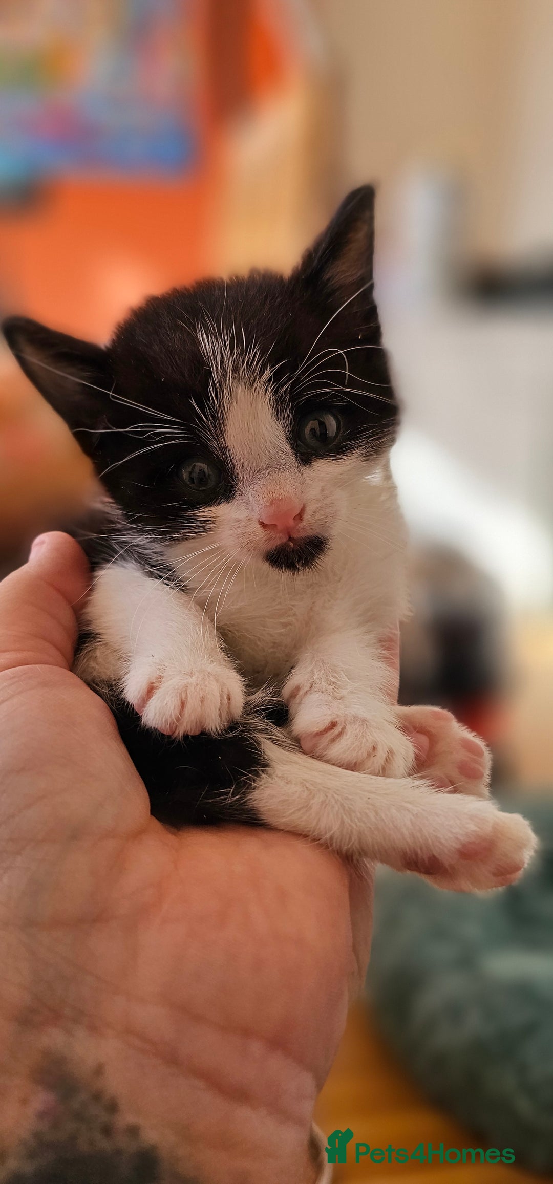 Domestic Shorthair cats for sale: 2 adorable kittens searching for their forever - Image 4