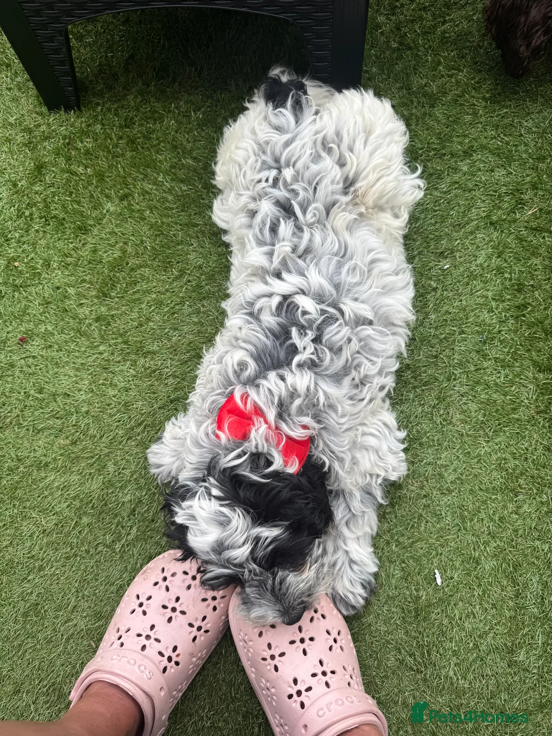 Cockapoo dogs for sale: 9 month old Cockapoo male - Advert 11