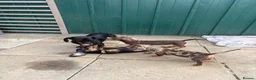 Dachshund dogs for sale: Absolutely gorgeous litter of 5 dachshund puppies - Advert 5
