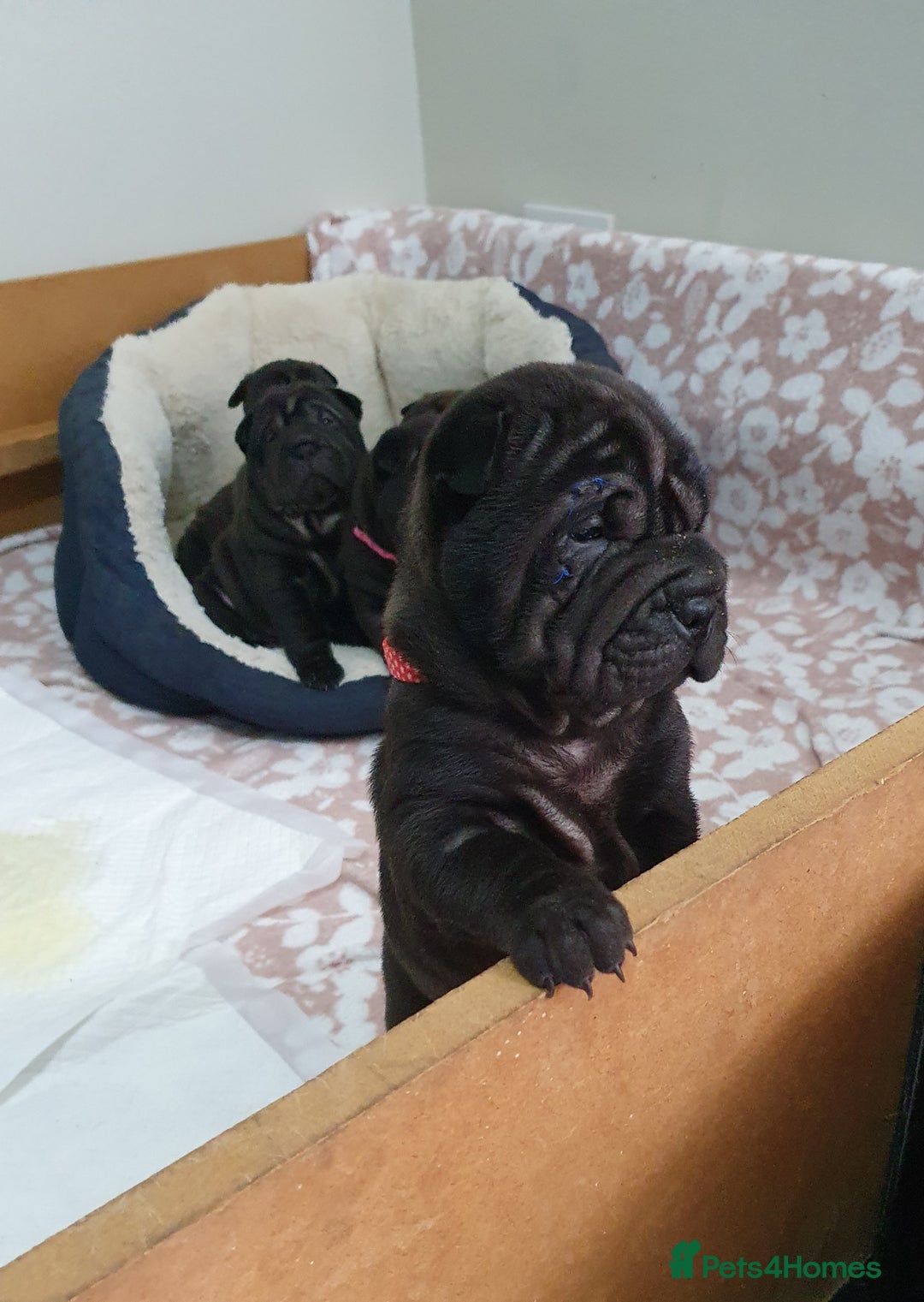 Shar Pei dogs for sale: Stunning KC Registered Shar Pei puppies - Advert 26