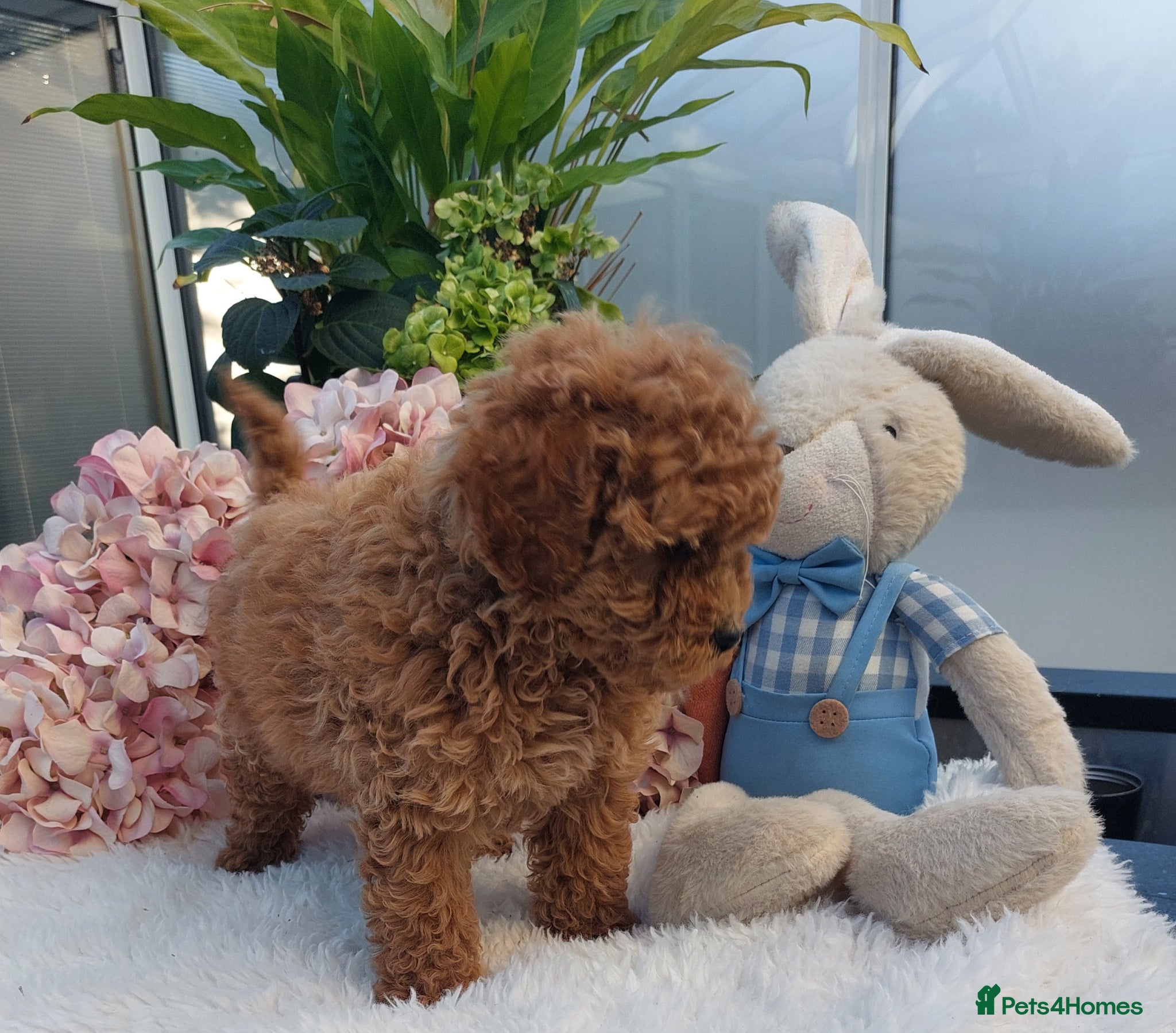 Cockapoo dogs Health Clear Cockerpoo Puppies PETITE - Advert 2