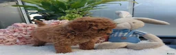 Cockapoo dogs for sale: Vet/Health checked Fox Red ockerpoo Puppies F1 - Advert 3