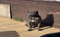 Cane Corso dogs for sale: 8 beautiful cane corsos  - Image 25