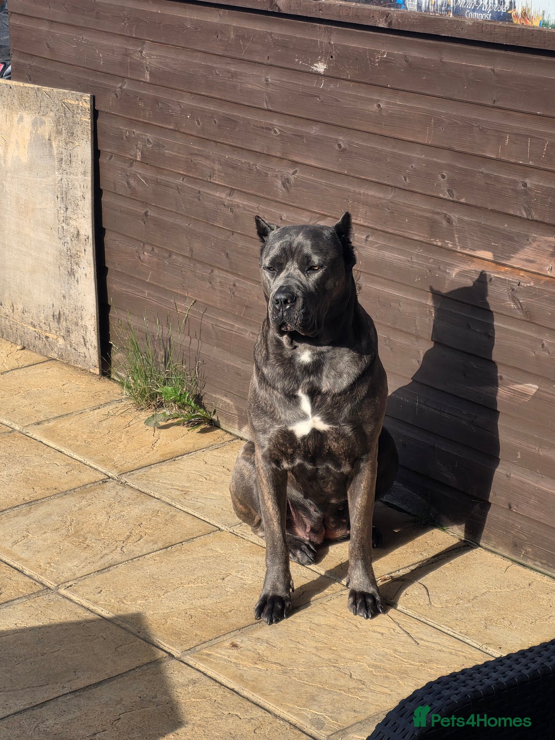 Cane Corso dogs for sale: 8 beautiful cane corsos  - Image 25