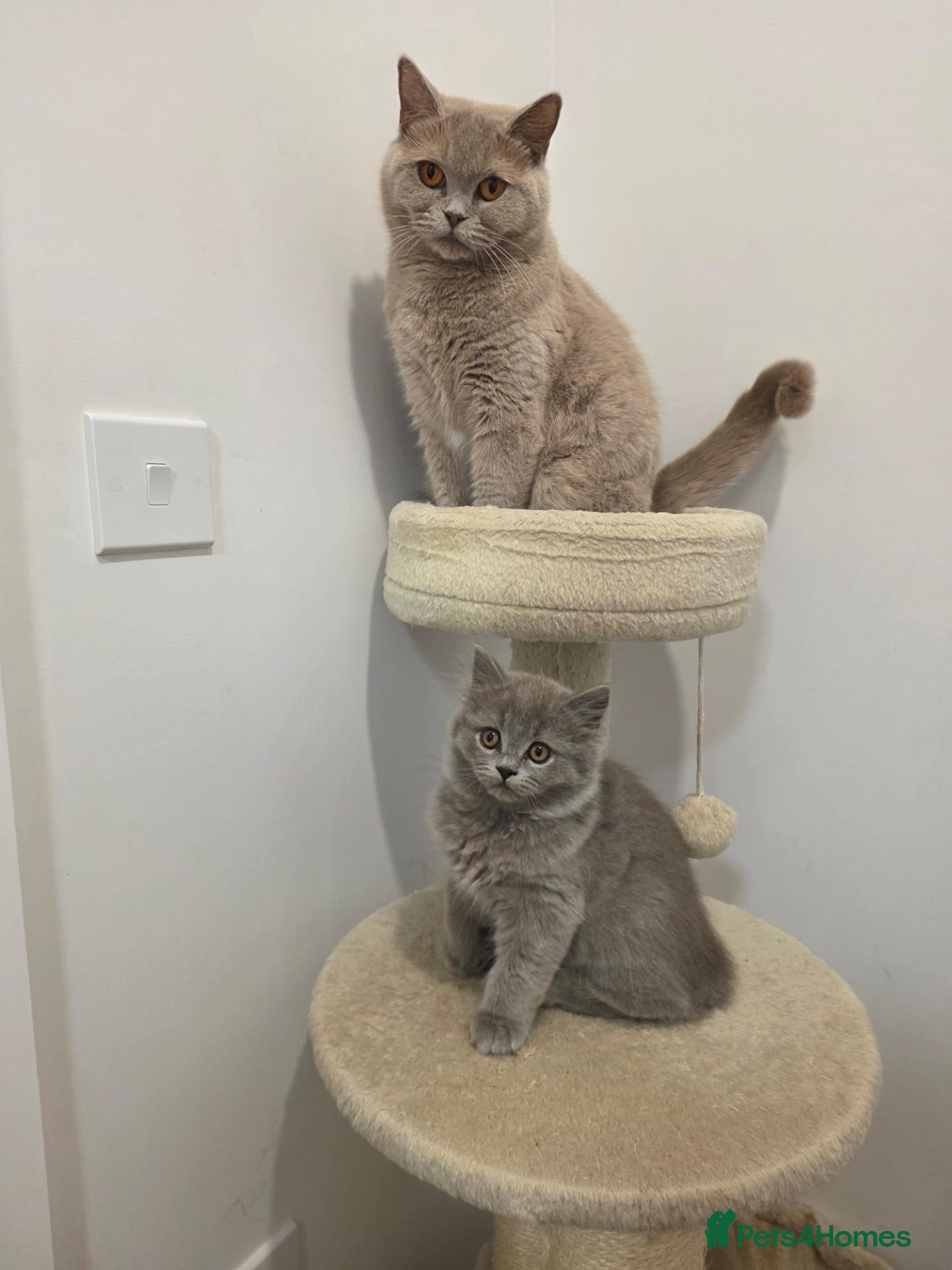 British Shorthair cats BSH adorable kittens  - Advert 5