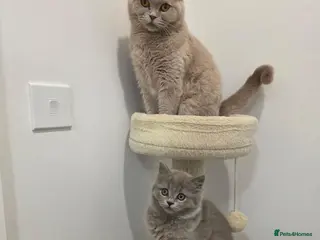 British Shorthair cats BSH adorable kittens - Advert 5