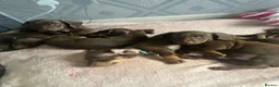 Miniature Dachshund dogs for sale: Miniature dachshund for sale  - Advert 1