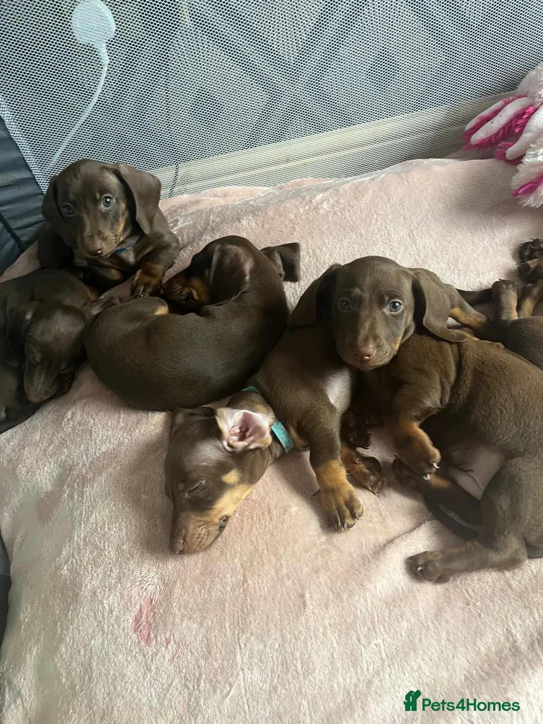 Miniature Dachshund dogs for sale: Miniature dachshund for sale  - Advert 1