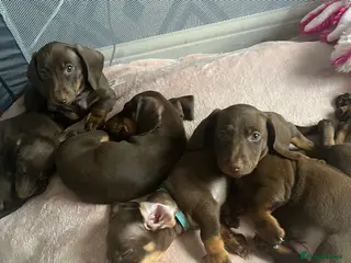 Miniature Dachshund dogs Miniature dachshund for sale - Advert 1