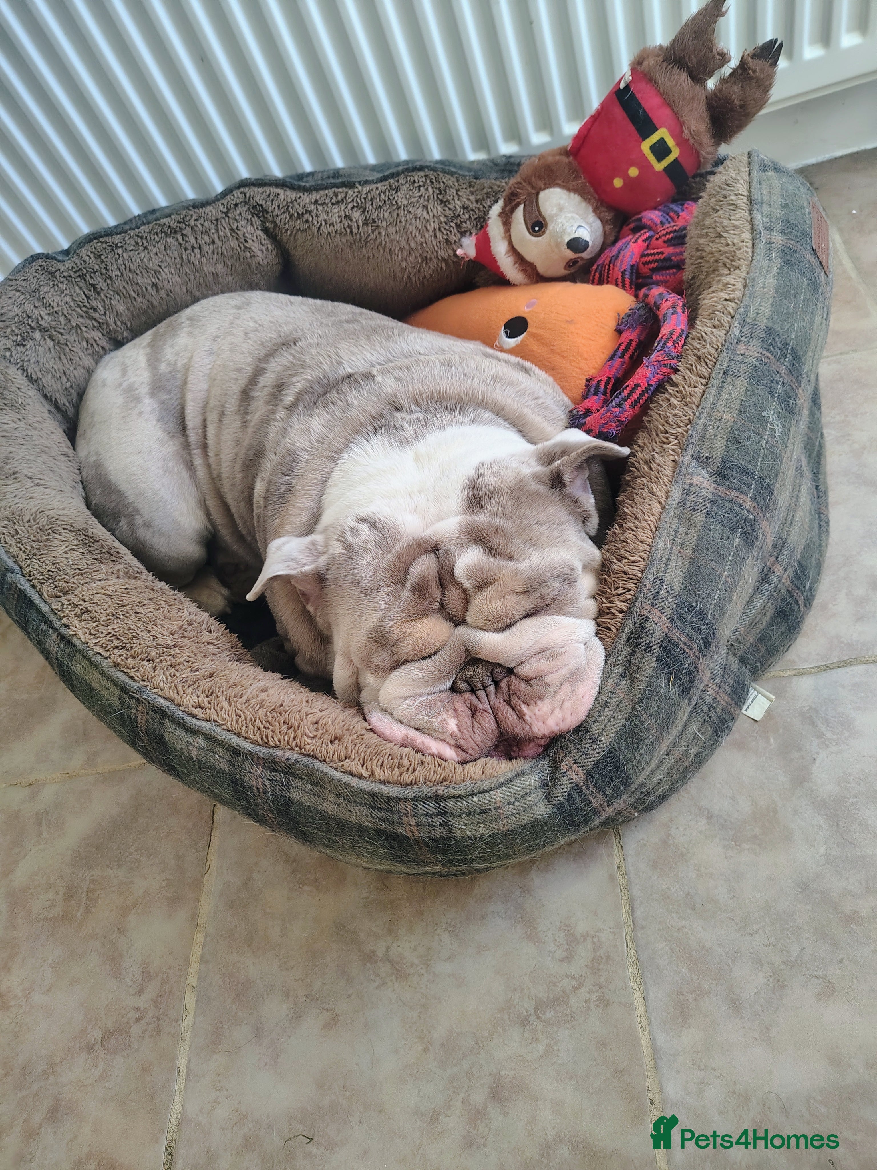 English Bulldog dogs English Bulldog – Male – 16 Months Old - Advert 2