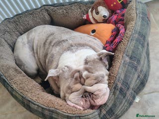 English Bulldog dogs English Bulldog – Male – 16 Months Old - Advert 2