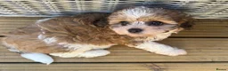 Shih Tzu dogs for sale: WAITING LIST Toy Shihpoo Puppies - Advert 6