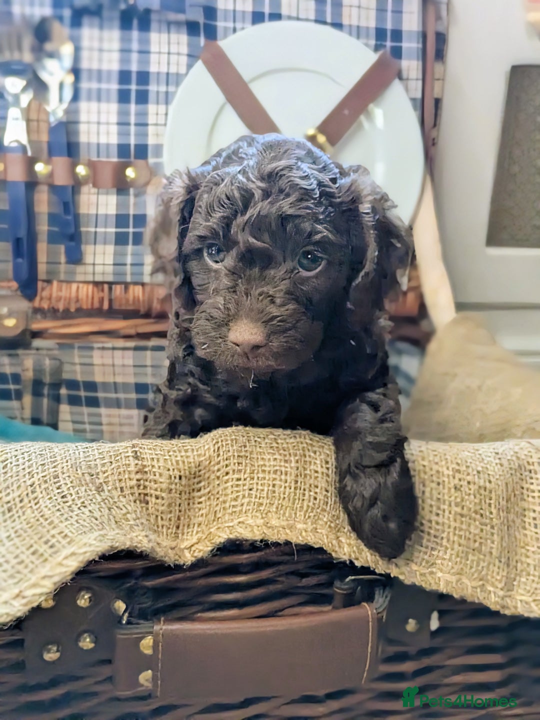 Cockapoo dogs for sale: 4 males and 1 female, chocolate coated cockerpoos  - Image 10