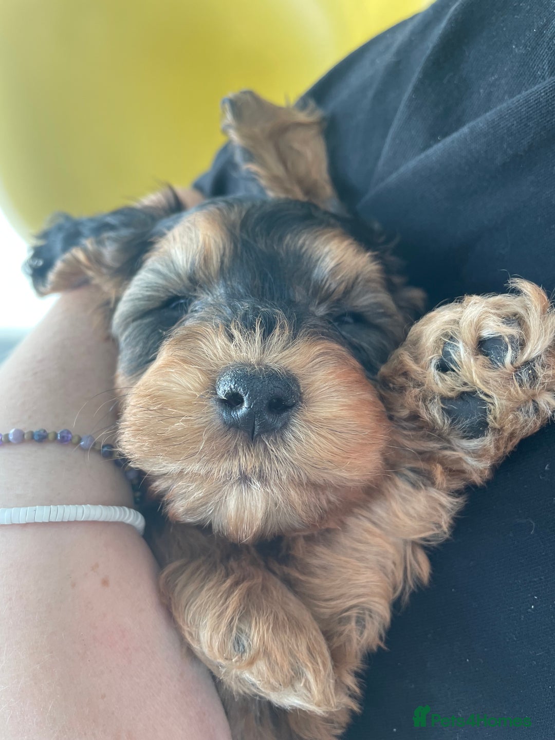 Cockapoo dogs for sale: Cuddly, cute, calm, sable Cockapoo puppies  - Image 16