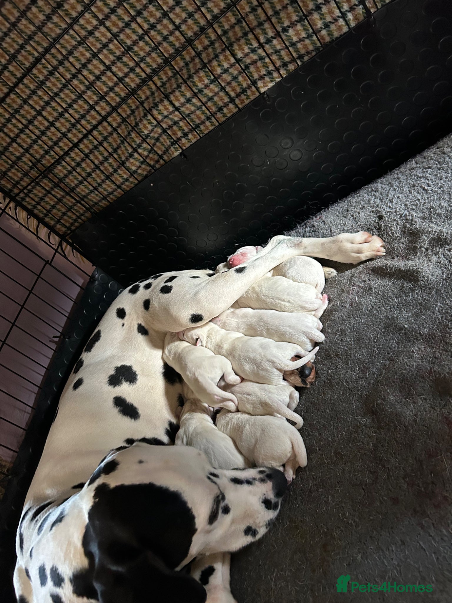 Dalmatian dogs Dalmatian puppies  - Advert 4