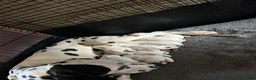 Dalmatian dogs for sale: Dalmatian puppies  in Okehampton - Advert 1
